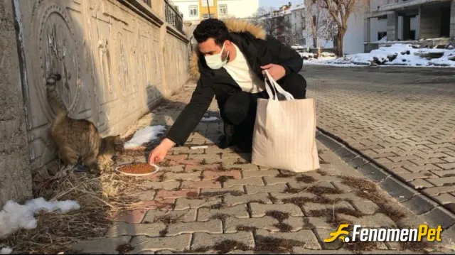 Sokak hayvanı besleme: #Fenomenpet pati dostu