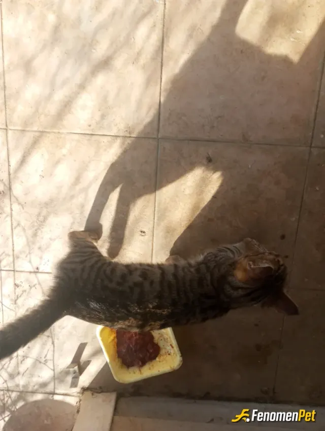 Sokak hayvanı besleme: Evimde üç tane sokaktan aldığım kedim var ayrıca evim şehir dişinda bir çiftlik içinde etrafta bulunan yaklaşi