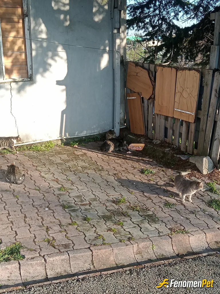 Sokak hayvanı besleme: Yemek her canlı için gerekli