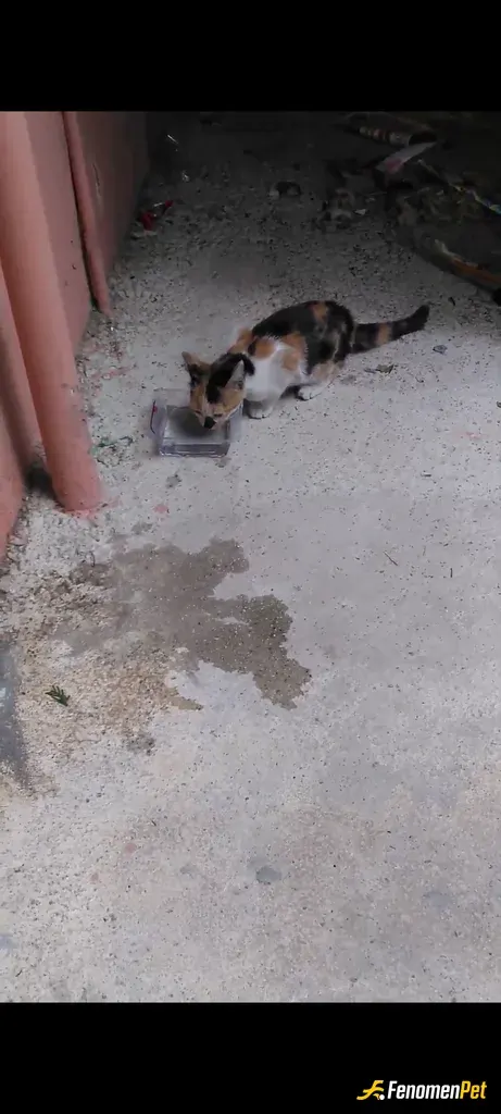 Sokak hayvanı besleme: Sokakta susamış kedi gördüm dayanamadım kaba doldurdum suyu daha sonra peynirle besledim