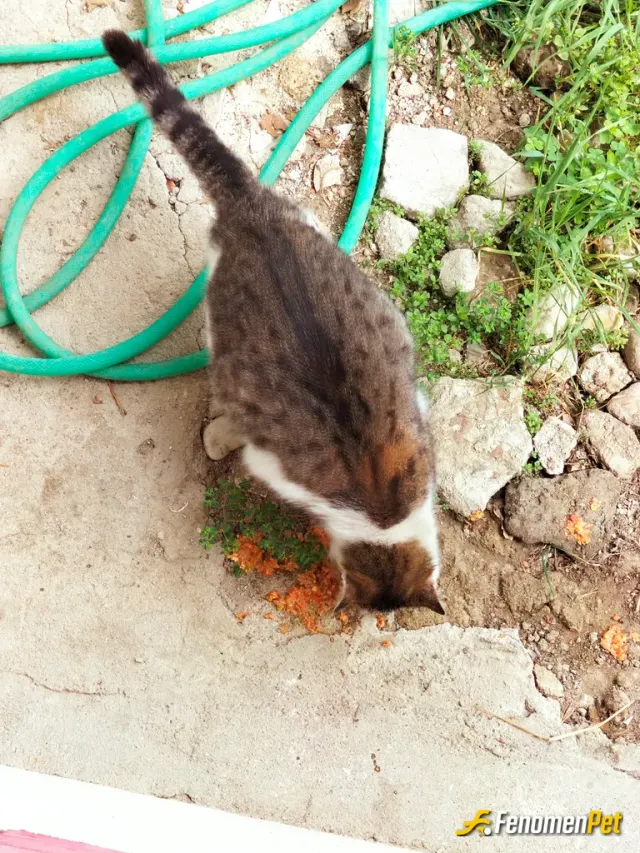 Sokak hayvanı besleme: İftardan kalan kıymalı yemeği değerlendirmek istedim sabah eşime soyledim kedilere verdi kendisi..🐾🐾