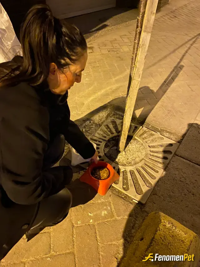 Sokak hayvanı besleme: Canlarim