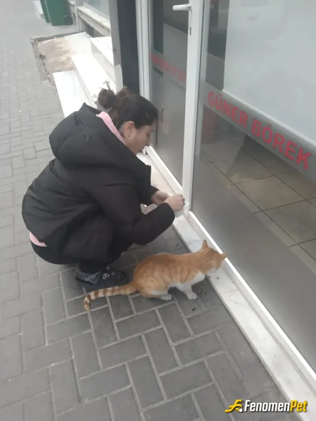 Sokak hayvanı besleme: Fenomenpet pati dostu hayvanların dostu