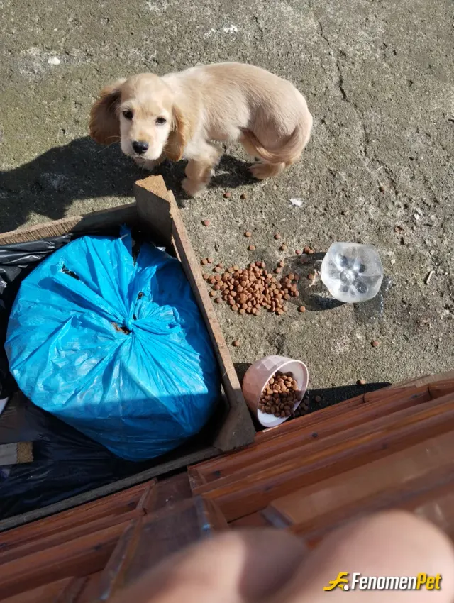 Sokak hayvanı besleme: Mahallemizin köpeği yeni doğum yaptı bende bir yavrusunu sahiplendim bahçemde besliyorum