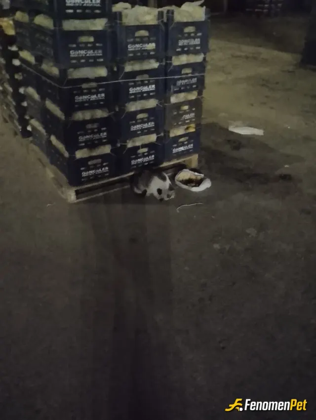 Sokak hayvanı besleme: 17/03 rızkı veren yaratandır.