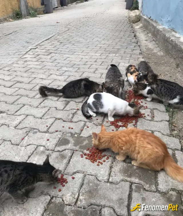 Sokak hayvanı besleme: Onlarında canı var #fenomenpet bir aile