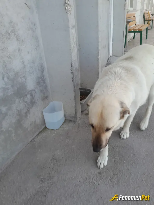 Sokak hayvanı besleme: #Fenomenpet dört yavrusuyla bekler her gün iştahı yerinde maşallah