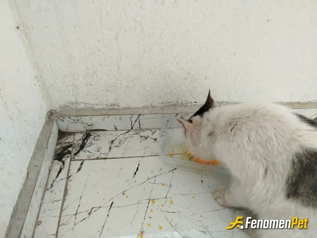 Sokak hayvanı besleme: #Fenomenpet
Her gün bir adet yumurtasını yemeye gelir 🐱