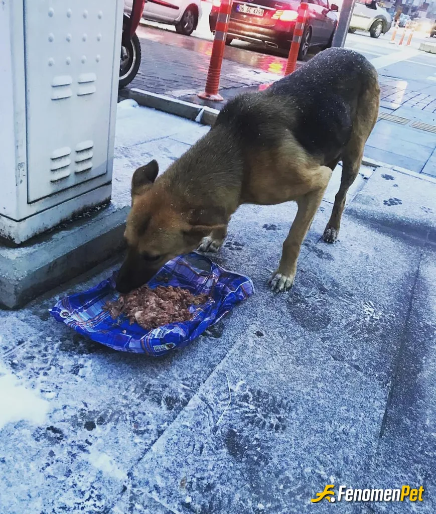 Sokak hayvanı besleme: #fenomenpet ♥️♥️