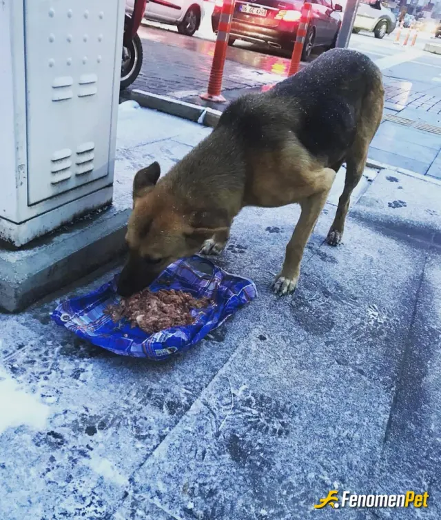 Sokak hayvanı besleme: #fenomenpet ♥️♥️