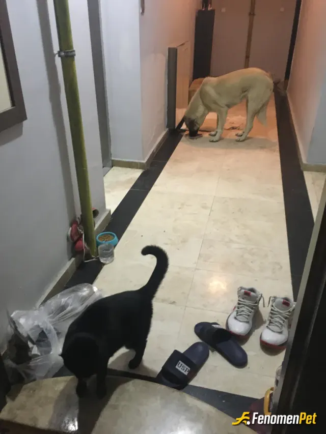 Sokak hayvanı besleme: Bu havalarda apartman kapılarımızı açık bırakalım tüyleri de olsa onlarda üşür🙏🏽🙏🏽🙏🏽 Fenomenpet cansınız