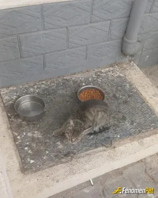 Sokak hayvanı besleme: Canlarımız