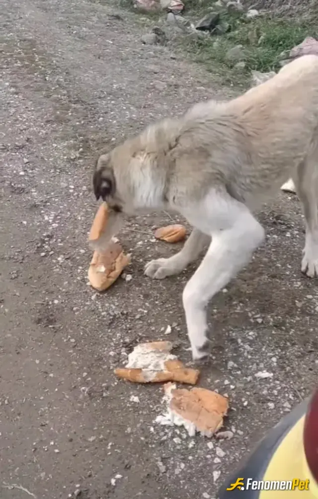 Sokak hayvanı besleme: Sokağımızda bulunan grup üyelerinden biri hergün mamasını alıyor bizden :)