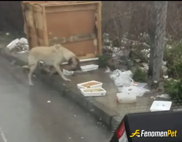 Sokak hayvanı besleme: Cannnn dostlar.