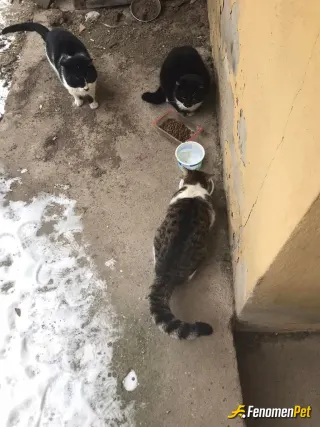 Sokak hayvanı besleme: Elimden geldiğince destek olmaya çalışıyorum 20 yıldır