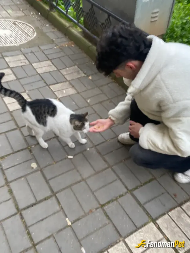Sokak hayvanı besleme: Mahalledemki kedilerden birisi kaşar seviyor