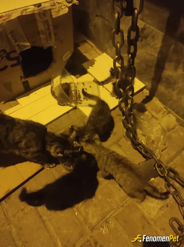 Sokak hayvanı besleme: Kapıya yavruladı bakıcaz mecbur :)