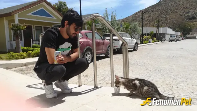 Sokak hayvanı besleme: #fenomenpet ile patili dostlarımıza yardım ❤️