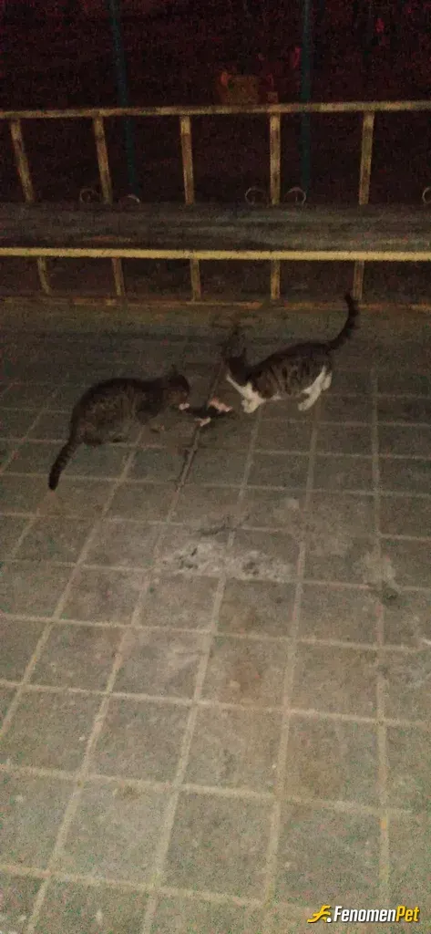 Sokak hayvanı besleme: Fenomenbet pati dostu
