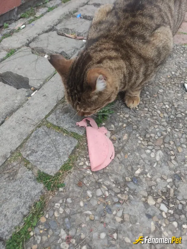 Sokak hayvanı besleme: #Fenomenpet Sokak hayvanlarına sahip çıkalım!