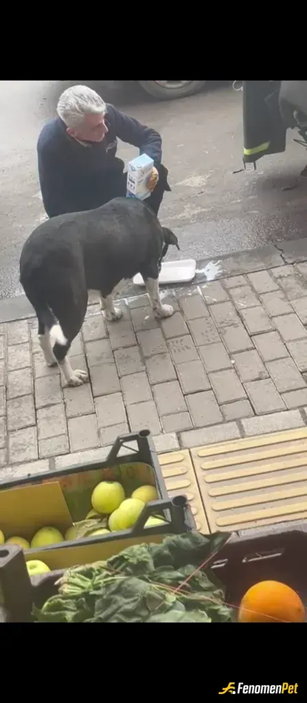 Sokak hayvanı besleme: candır caann