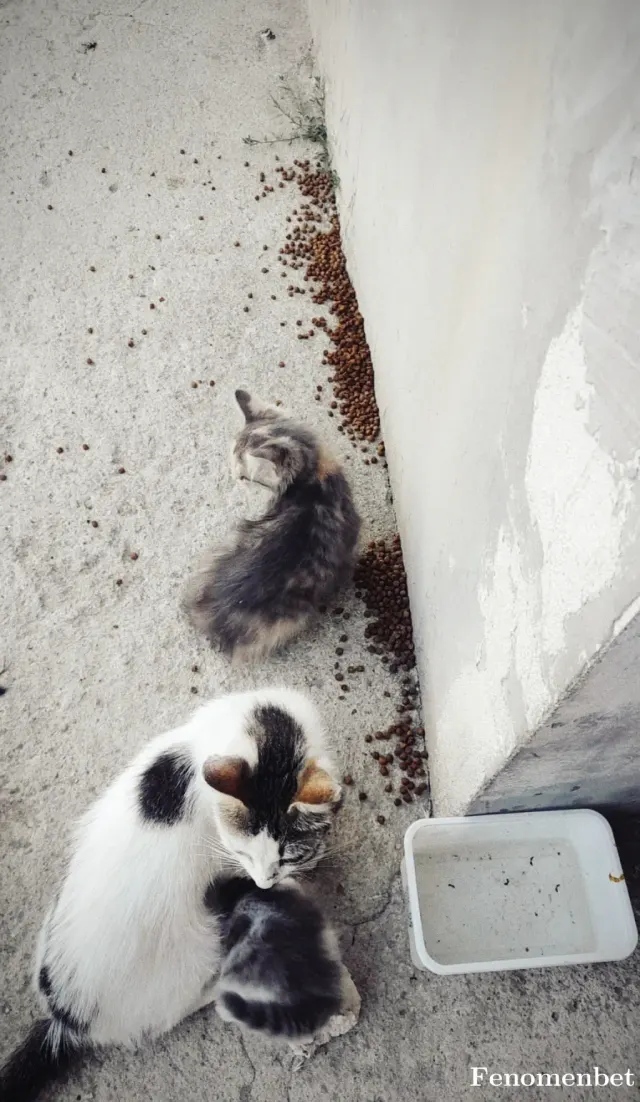 Sokak hayvanı besleme: Kapımızdaki kedicikler hergün elimden geldigince mama ve su veriyorum