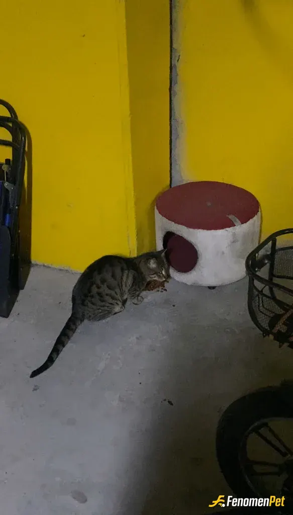 Sokak hayvanı besleme: #kedi