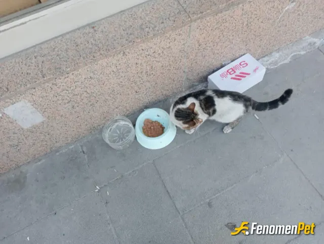 Sokak hayvanı besleme: Evimizde ve evimizin önünde zaten sürekli besliyoruz 😍