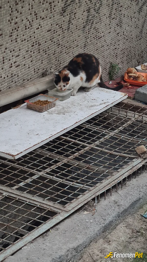 Sokak hayvanı besleme: Minik patiler, büyük sevgiler taşır. #Fenomenpet