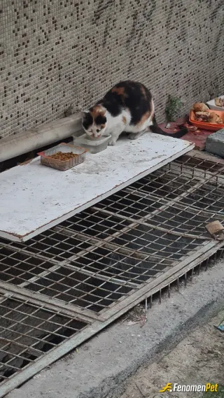 Sokak hayvanı besleme: Minik patiler, büyük sevgiler taşır. #Fenomenpet