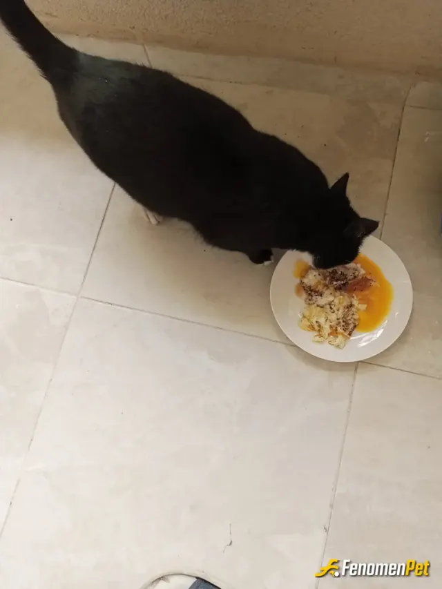 Sokak hayvanı besleme: Yumurta avcıları 😅