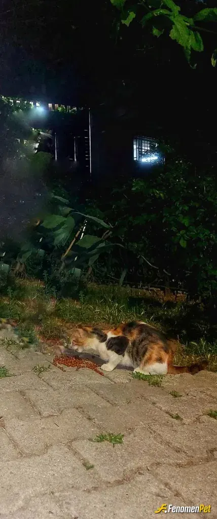 Sokak hayvanı besleme: 🌹