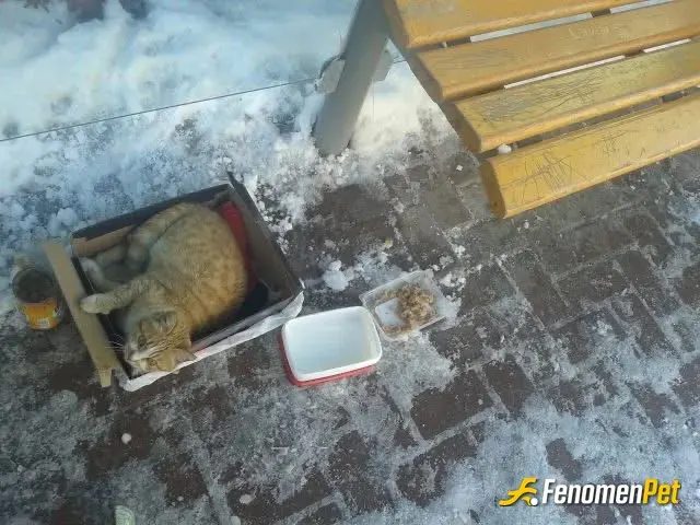 Sokak hayvanı besleme: Kazandıklarımızı da bu yumurcaklar için kullanırız umarım 🙏