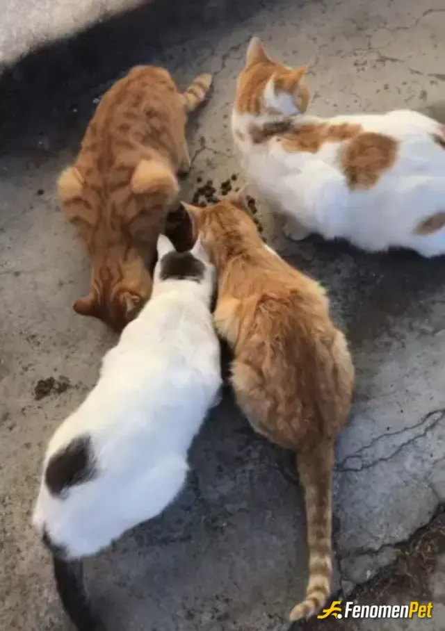 Sokak hayvanı besleme: Bu hayvanları bir branda içerisinde buldum 4 paket mama ve su verdim onlara