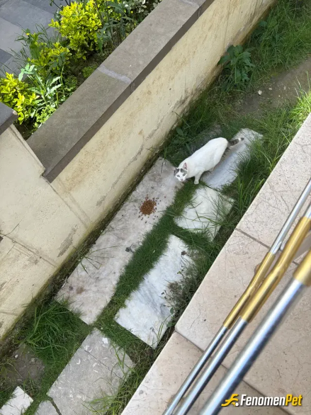 Sokak hayvanı besleme: Rabbimin dilsiz kullarını ihmal etmeyelim 🤲🥰