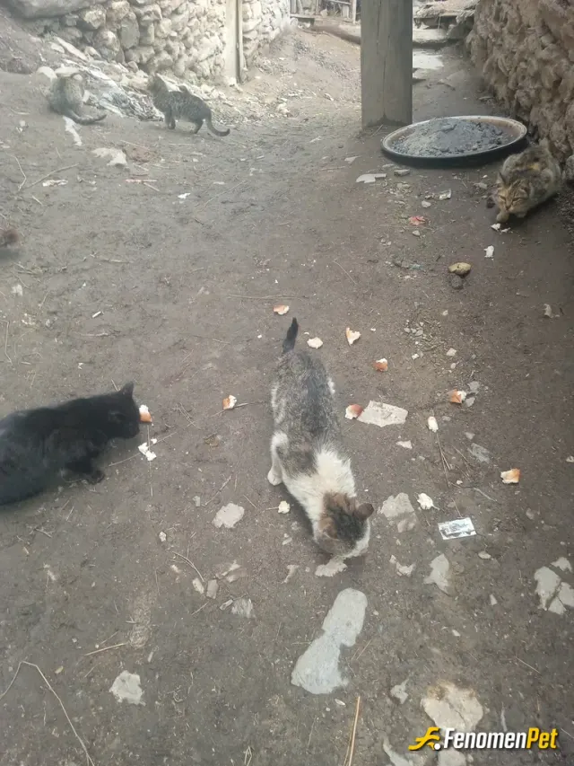 Sokak hayvanı besleme: Duyarlı olalım