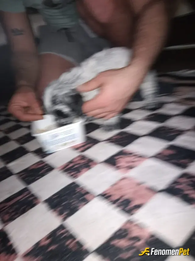 Sokak hayvanı besleme: Mümin🥰