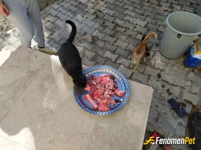 Sokak hayvanı besleme: Kedi ler beslendi