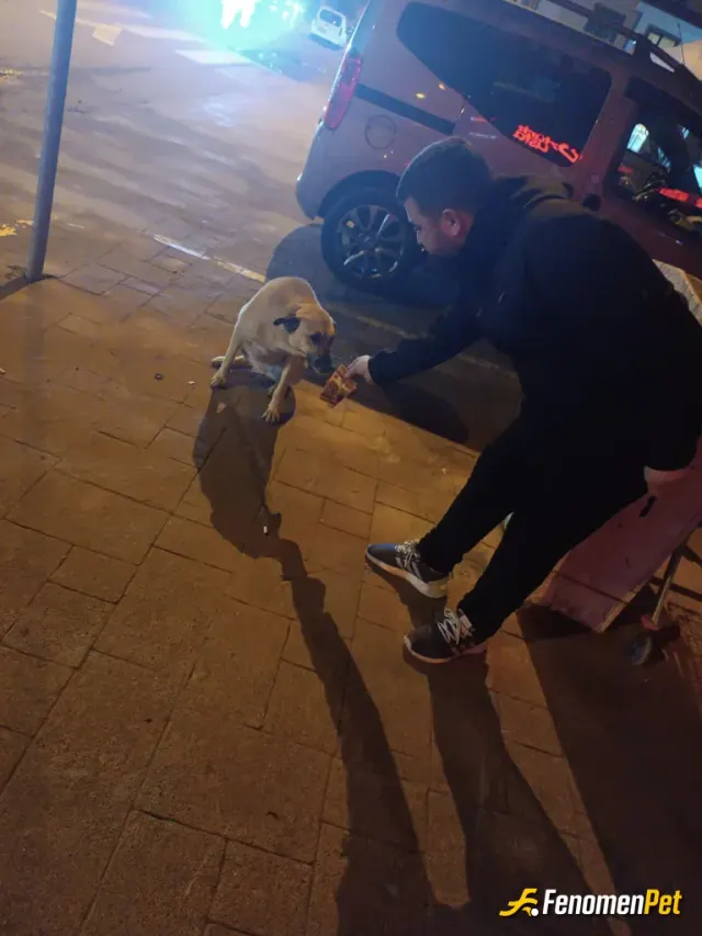 Sokak hayvanı besleme: yemek veriyorum  her gün gelir
