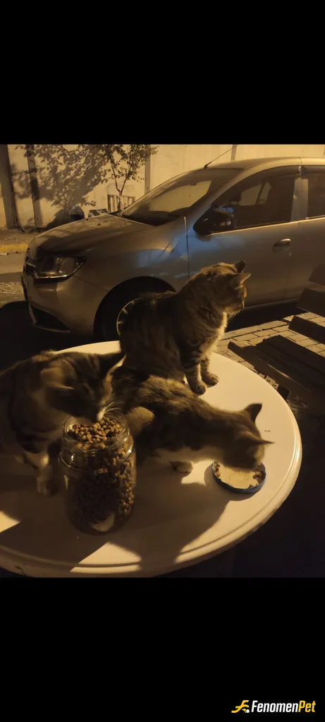 GameVito sokak hayvanını beslerken çektiği fotoğraf