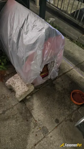 Sokak hayvanı besleme: Kediye mama verdim