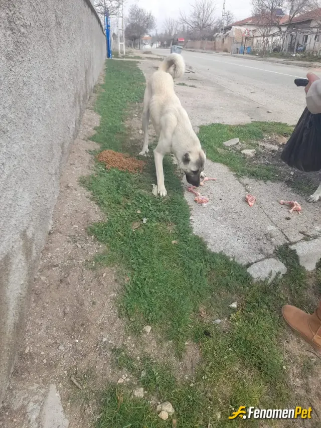 Sokak hayvanı besleme: #Fenomenbet - Fenomenbet Patiler de kazanır!