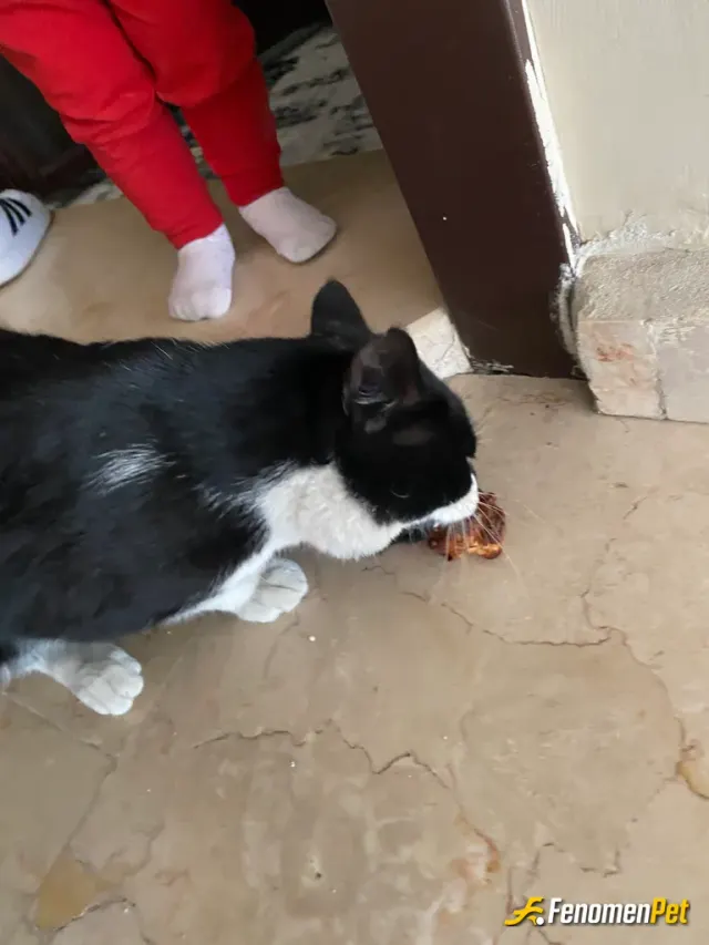 Sokak hayvanı besleme: Sitede beslediğim kedilerden bitanesi