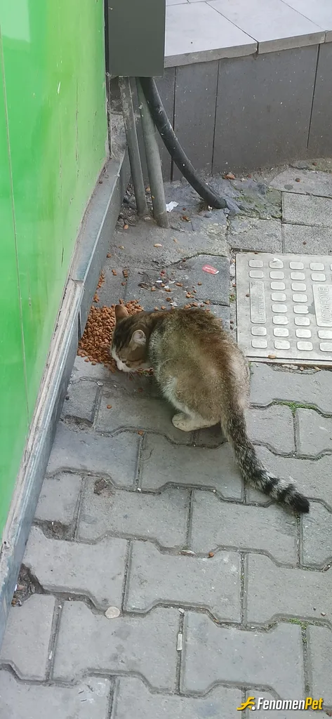 Sokak hayvanı besleme: Yaş mama ve kuru mama en sevdikleri...