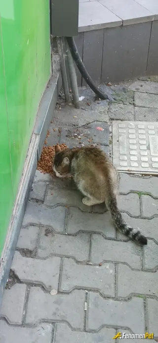 Sokak hayvanı besleme: Yaş mama ve kuru mama en sevdikleri...
