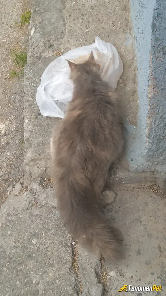 Sokak hayvanı besleme: Sokataki canlar