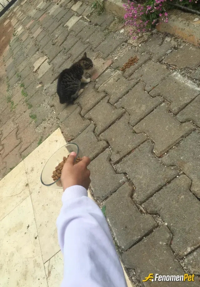 Sokak hayvanı besleme: #Fenomenpet Fenomenbet Pati Dostu