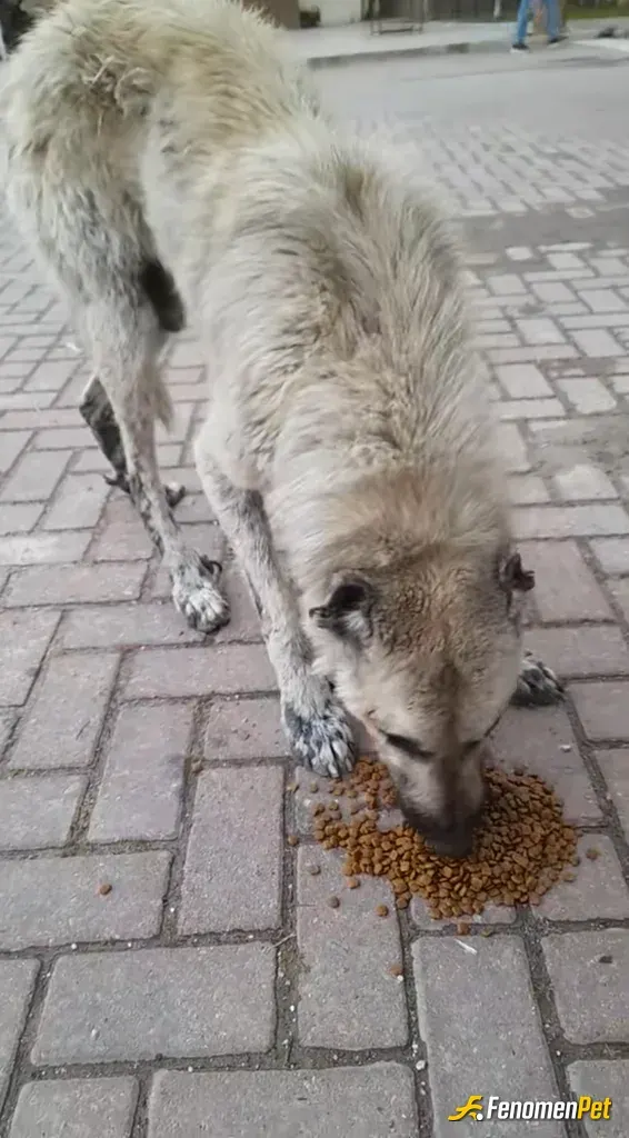 Sokak hayvanı besleme: Dışarıda diğer sokak hayvanlarını beslerken gördük çok aç kalmış alıp veterinlere götürüp tedavi ettirdik yaş 