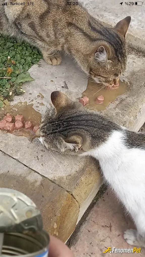 Sokak hayvanı besleme: Patili Dostlarımızı Sahipsiz Bırakmayalım