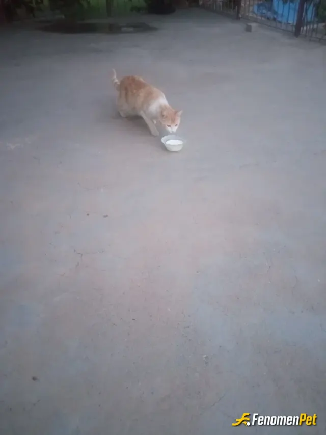 Sokak hayvanı besleme: Kediler temiz hayvanlar dır.